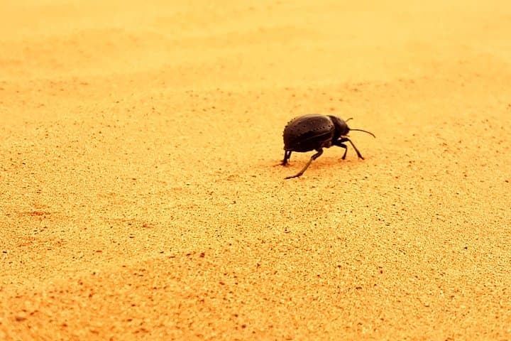 2-Day Fes to Sahara: Camel Trekking & Erg Chebbi Desert Camp photo 2
