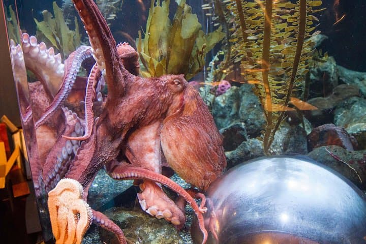 Explore Aquarium of the Bay: San Francisco Embarcadero Visitor Guide photo 5