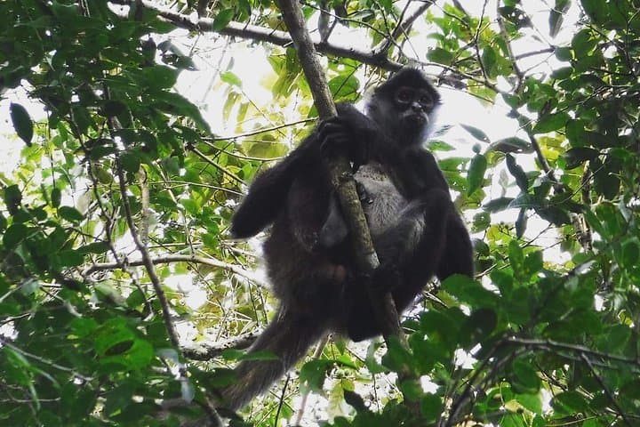 Wild Monkey Adventure in the Yucatán: Private Full‑Day Jungle, Cenote & Lagoon Tour