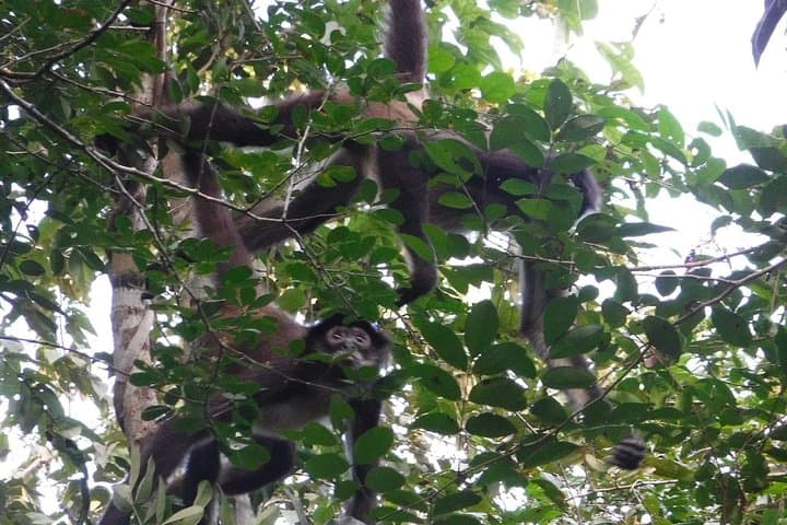 Wild Monkey Adventure in the Yucatán: Private Full‑Day Jungle, Cenote & Lagoon Tour photo 2