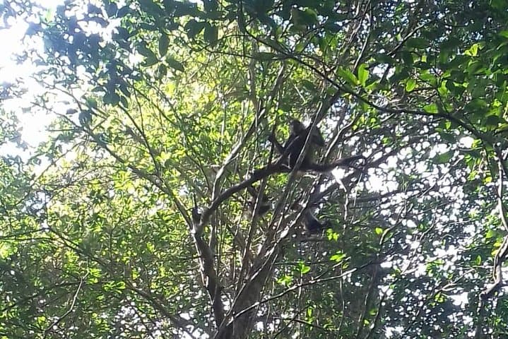 Wild Monkey Adventure in the Yucatán: Private Full‑Day Jungle, Cenote & Lagoon Tour photo 3