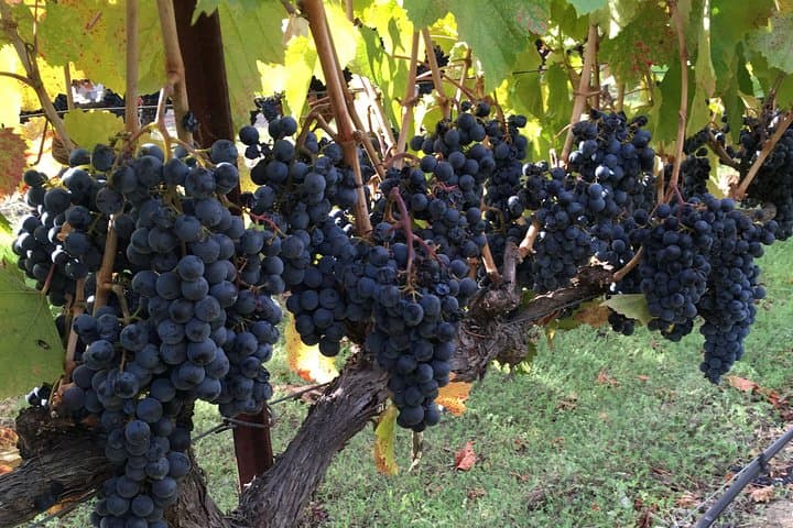 Private SUV Wine Tour in Napa or Sonoma Valley — 6-Hour Tasting Route photo 5