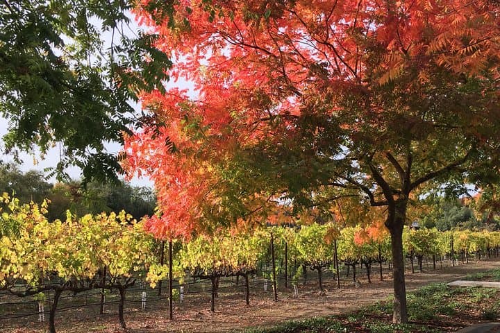 Private SUV Wine Tour in Napa or Sonoma Valley — 6-Hour Tasting Route photo 3
