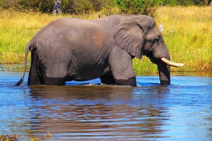 Game Drive and White Rhino Tracking in Mosi-oa-Tunya National Park photo 2