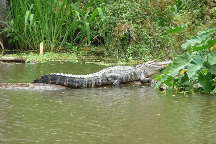 Honey Island Swamp Boat Tour: Guided Wildlife Cruise from Slidell photo 2