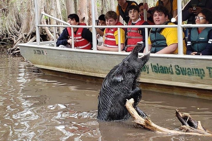 Honey Island Swamp Boat Tour: Guided Wildlife Cruise from Slidell photo 1