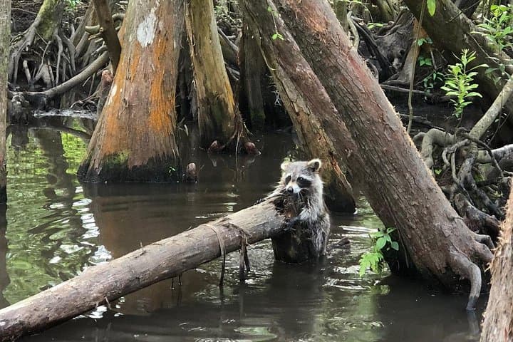 Honey Island Swamp Boat Tour from New Orleans — Guided Wildlife Cruise photo 4