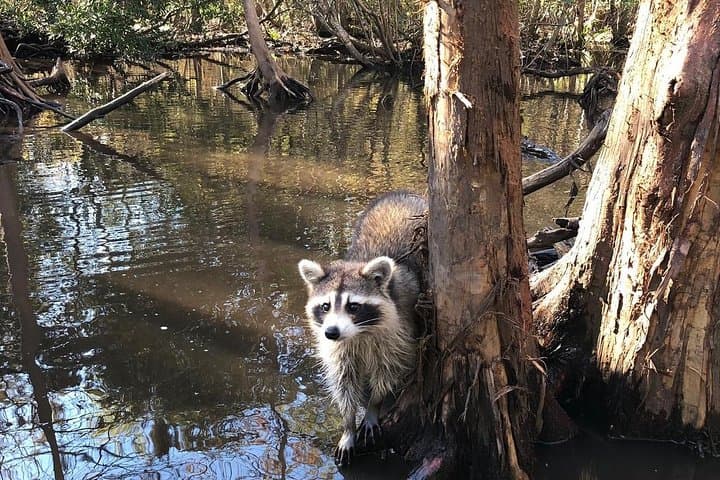Honey Island Swamp Boat Tour from New Orleans — Guided Wildlife Cruise photo 3
