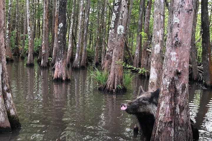Honey Island Swamp Boat Tour from New Orleans — Guided Wildlife Cruise photo 5