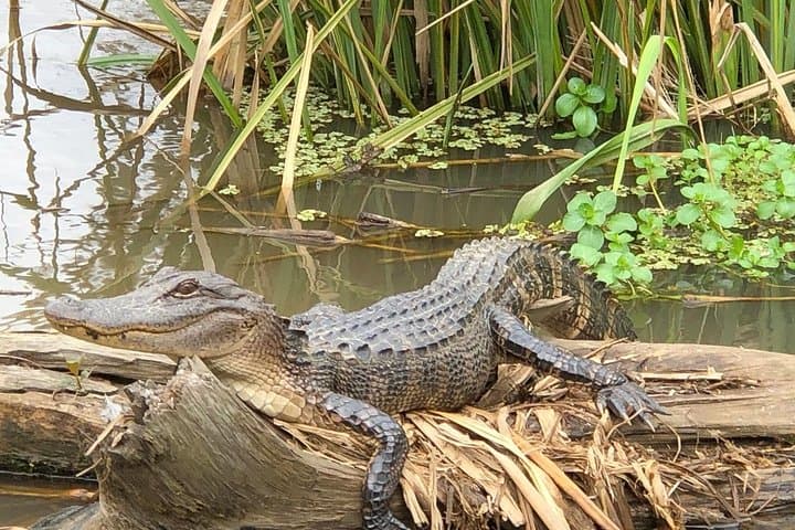 Honey Island Swamp Boat Tour from New Orleans — Guided Wildlife Cruise photo 6