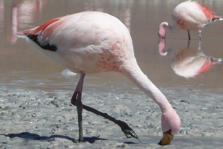 Private 3-Day Uyuni Salt Flats Tour: Incahuasi, Flamingos & High-Altitude Lagunas photo 5