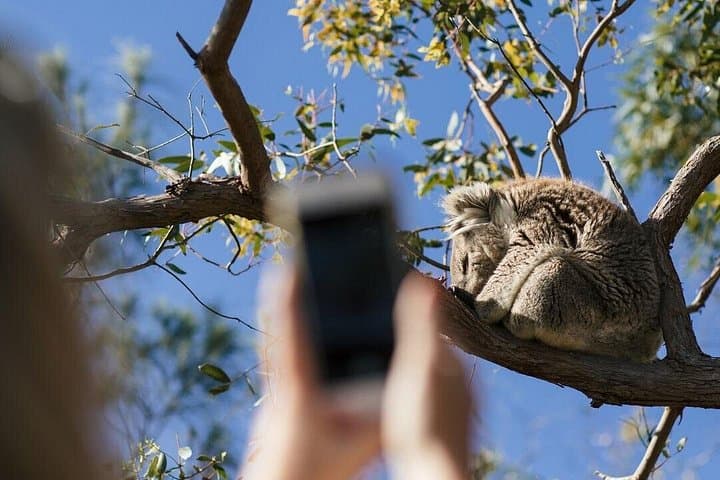 Port Lincoln Seafood, Dunes & Koalas: Full-Day 4WD Adventure