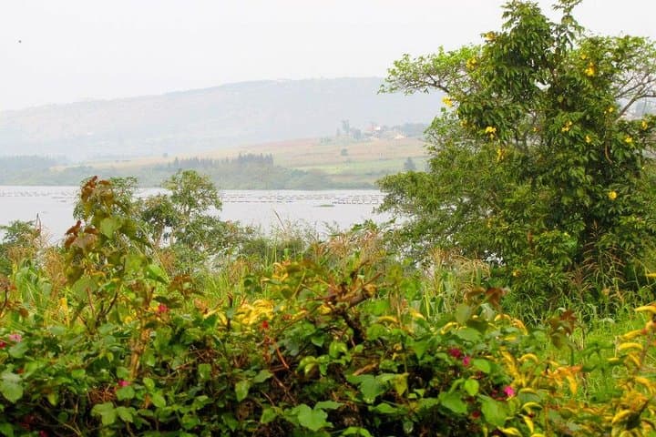 5-Day Bwindi Gorillas, Kazinga Game Drives & Kalinzu Chimp Trek Safari photo 6