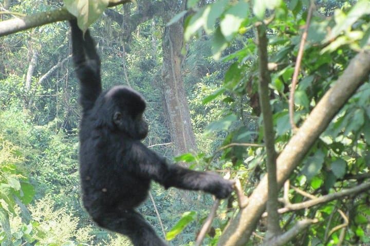 3-Day Kalinzu Chimp Trek and Bwindi Gorilla Trekking Adventure from Kigali photo 5