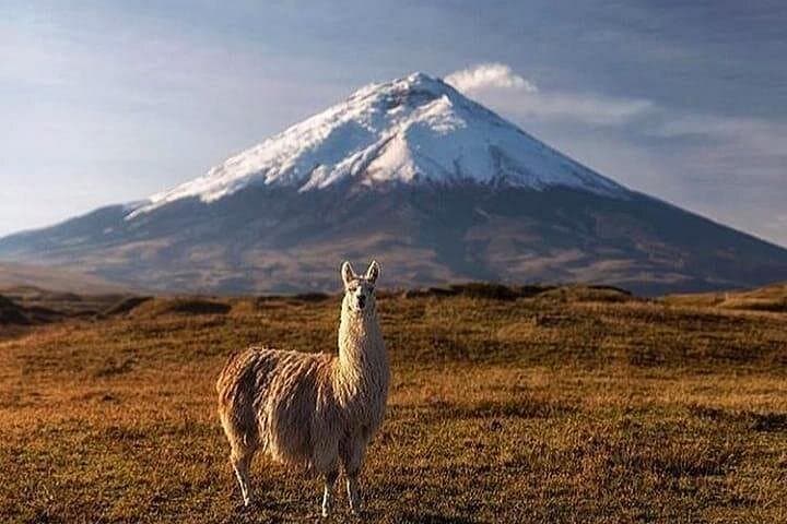 Discover Cotopaxi: All‑Inclusive Day Hike to José Rivas Refuge and Laguna Limpiopungo photo 1