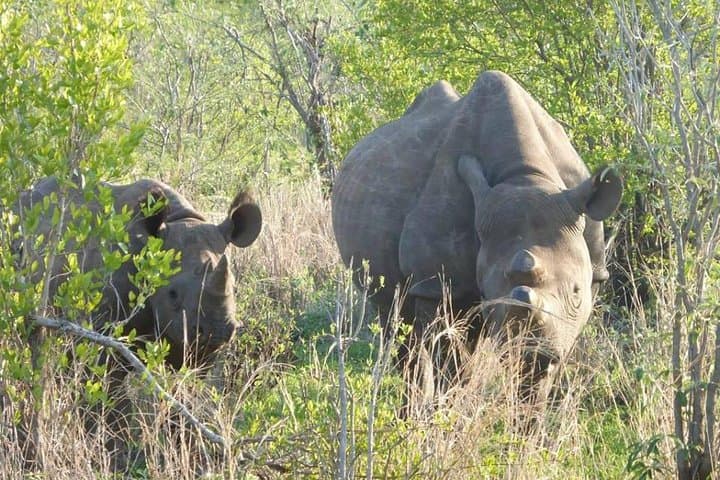 Victoria Falls & Zambezi Sundowners: 4-Day Big Five and Waterfall Escape photo 4