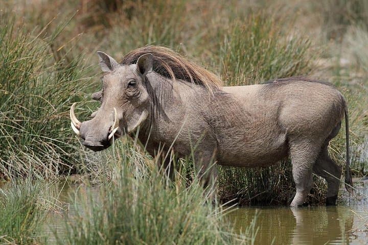 7-Day Serengeti Wildebeest Migration Safari: Arusha to Ngorongoro photo 3