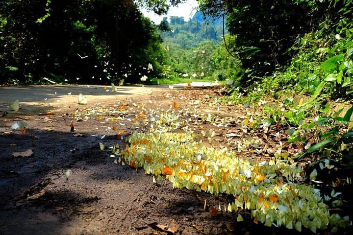 Ninh Binh in 48 Hours: Tam Coc Sampans, Mua Cave Views & Cuc Phuong Wildlife photo 4