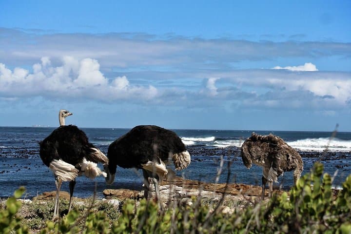 Cape Peninsula Private Tour: Cape Point, Chapman's Peak & Boulders Penguin Colony photo 4