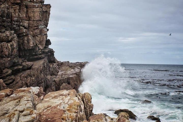 Cape Peninsula Full-Day Drive: Cape Point, Boulders Penguins & Constantia Wine Tasting photo 5