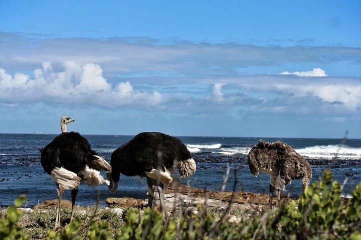 Cape Peninsula Full-Day Drive: Cape Point, Boulders Penguins & Constantia Wine Tasting photo 4
