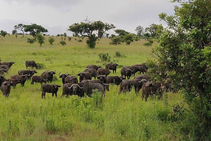 Saadani National Park Safari: 2-Day Beach-and-Bush Wildlife Adventure from Zanzibar