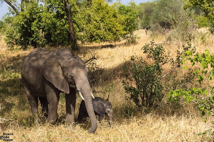 3-Day Selous Game Reserve Safari from Zanzibar — Fly-In Game Drives & Rufiji Boat Trip
