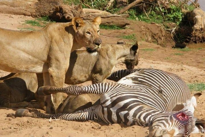 3-Day Selous Game Reserve Safari from Zanzibar — Fly-In Game Drives & Rufiji Boat Trip photo 2