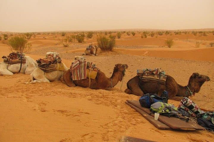 3-Day Tozeur Desert Trip — Camel Trek, Chott el Djerid & Night in the Grand Erg Oriental photo 3