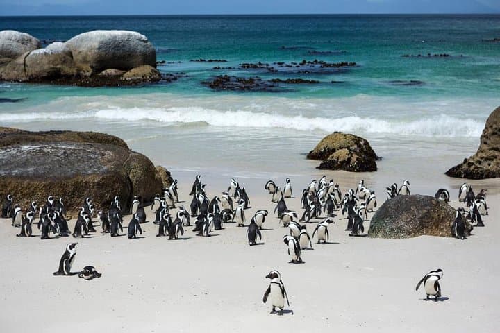Private Cape Peninsula Day Tour — Chapman’s Peak, Cape Point & Boulders Beach in One Day