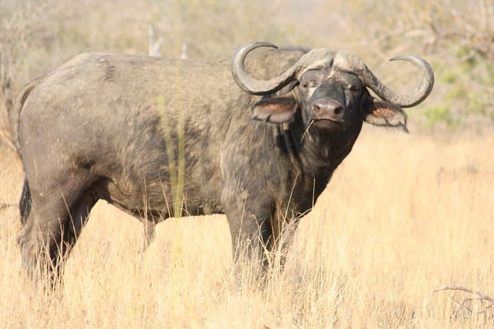 Full-Day Kruger National Park Game Drive — Big Five Safari from Hazyview photo 5