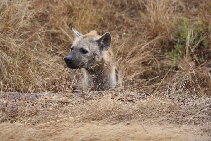 Full-Day Kruger National Park Game Drive — Big Five Safari from Hazyview photo 6