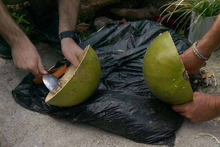 DIY Calabash Bowl Workshop in St. Lucia — Make a Wooden Souvenir from the National Tree photo 2