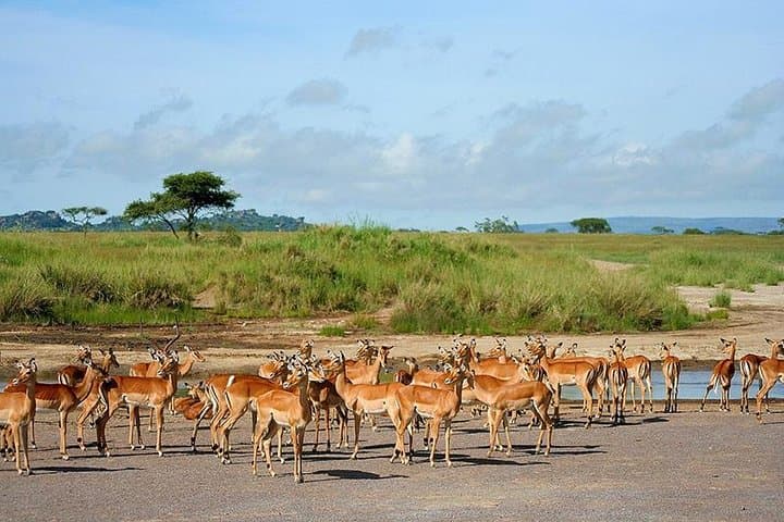 Arusha National Park: Walking and Canoe Safari Day Trip photo 4