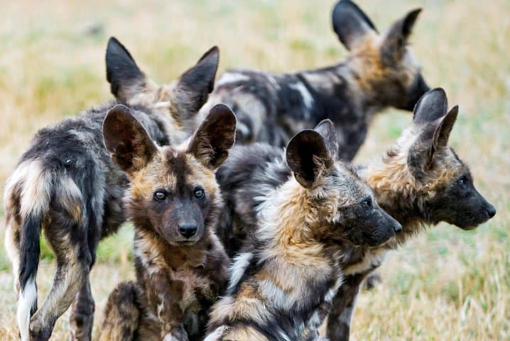 Kruger Half-Day Game Drive: Early-Morning & Afternoon Safari in Kruger National Park