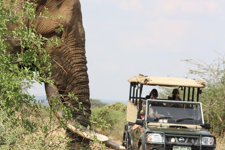 Kruger Half-Day Game Drive: Early-Morning & Afternoon Safari in Kruger National Park photo 5