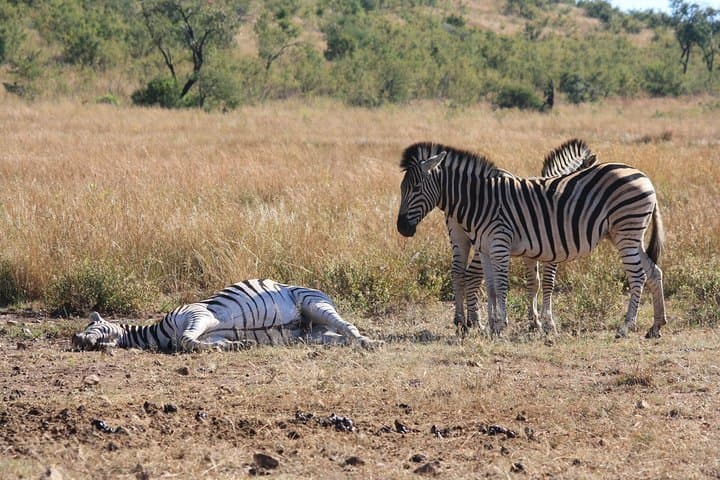 Kruger Half-Day Game Drive: Early-Morning & Afternoon Safari in Kruger National Park photo 6