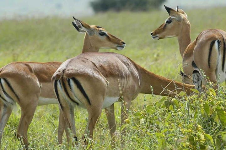 Arusha National Park: Walking and Canoe Safari Day Trip photo 5