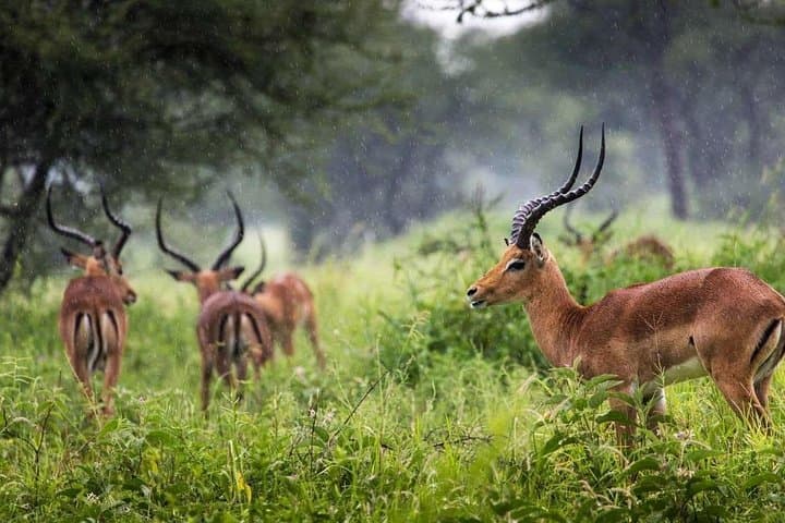 Arusha National Park: Walking and Canoe Safari Day Trip photo 6