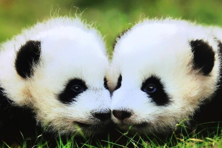 Early-Morning Pandas and Leshan Giant Buddha: Private Day Tour from Chengdu