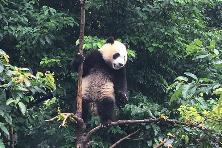 Early-Morning Pandas and Leshan Giant Buddha: Private Day Tour from Chengdu photo 6