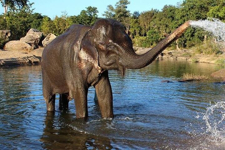 Same-Day Taj Mahal & Wildlife SOS Elephant and Bear Sanctuary Tour from Delhi photo 5