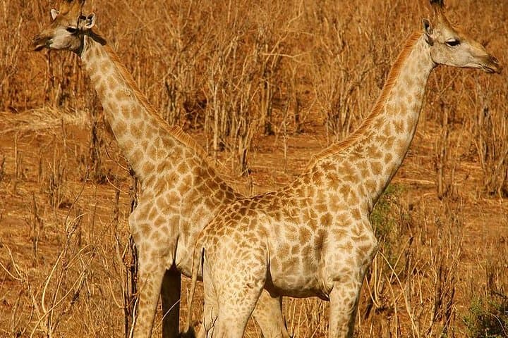 Hwange National Park Safari & Overnight from Victoria Falls photo 3