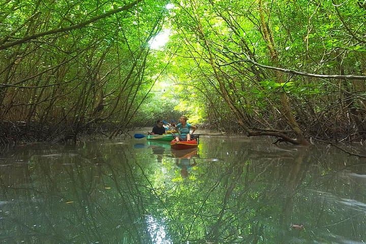 Khao Lak Mangrove Kayak Adventure: Hidden Rivers & Wildlife