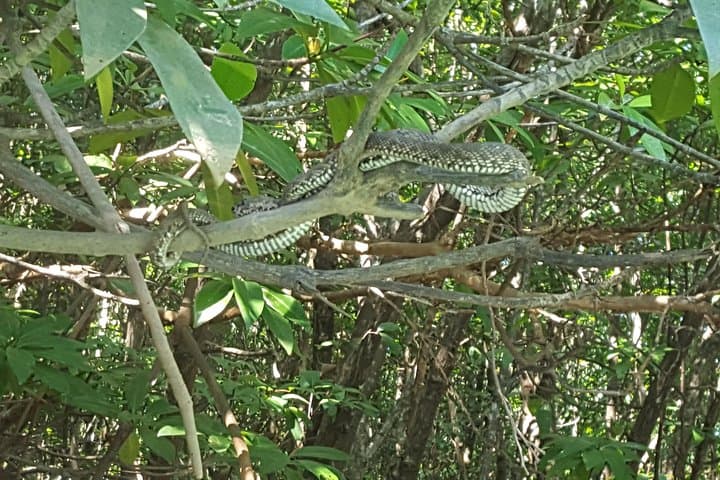 Khao Lak Mangrove Kayak Adventure: Hidden Rivers & Wildlife photo 4