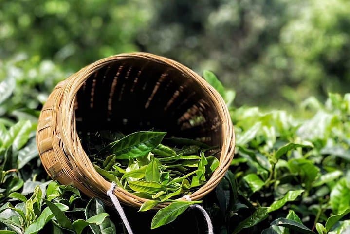 Chengdu Cultural Heritage & Panda Tour — 3-Day Pandas, Buddha and Emei Mountain photo 5