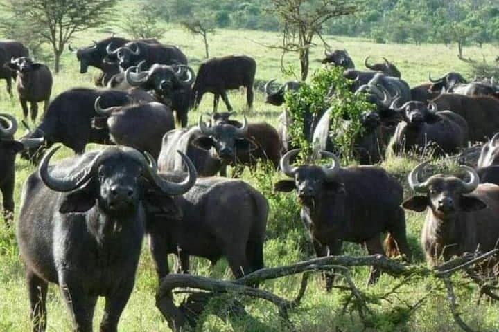 Ngorongoro, Manyara & Tarangire: 3-Day Safari from Arusha
