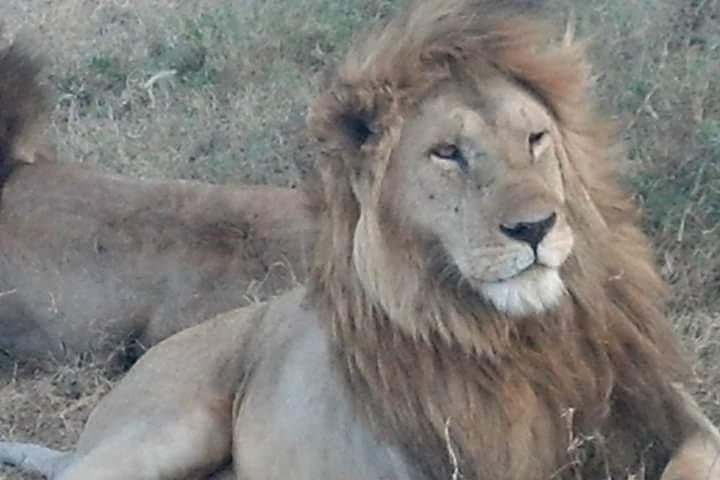 Ngorongoro, Manyara & Tarangire: 3-Day Safari from Arusha photo 2