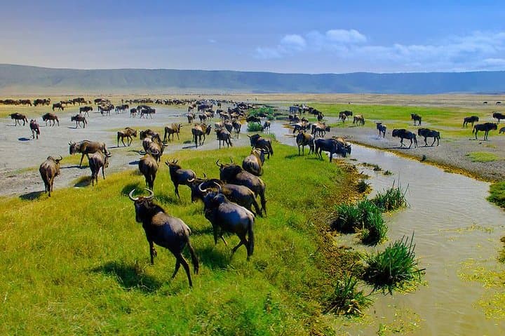 Ngorongoro Crater Exclusive Luxury Day Safari from Arusha photo 5