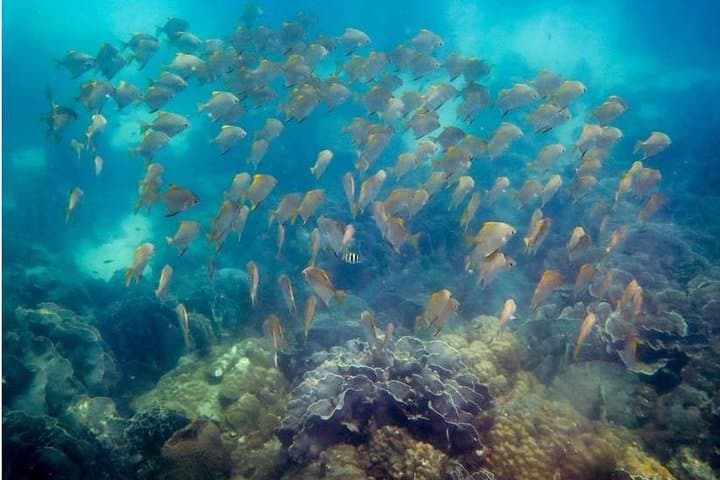 Ko Kut to Koh Rang Snorkel Day Trip — Koh Kood Boat Tour Guide